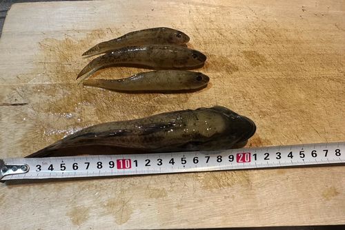 マハゼの釣果