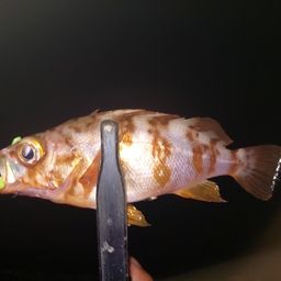 メバル