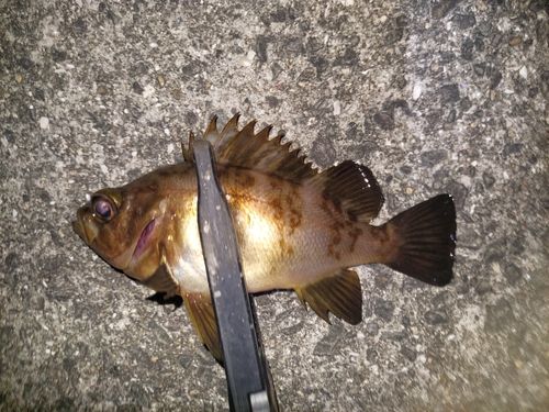 メバルの釣果