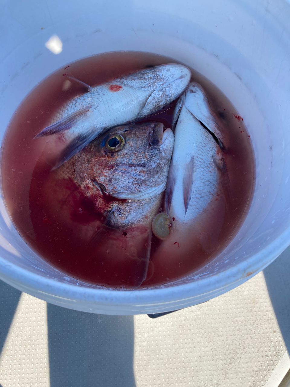 itagaki.kiyohikoさんの釣果 2枚目の画像