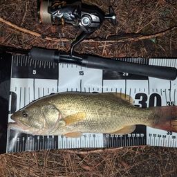 ラージマウスバス