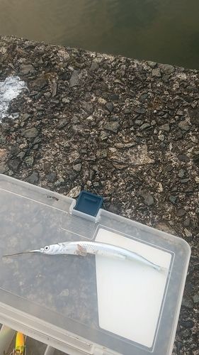 サヨリの釣果