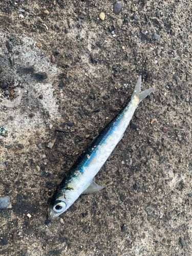 ウルメイワシの釣果