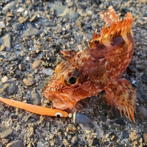 カサゴの釣果
