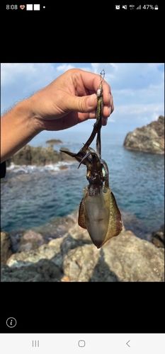 アオリイカの釣果