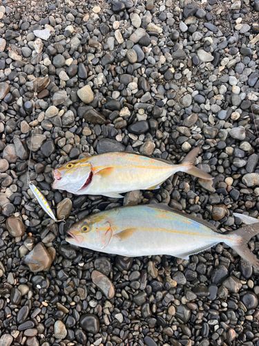 ショゴの釣果