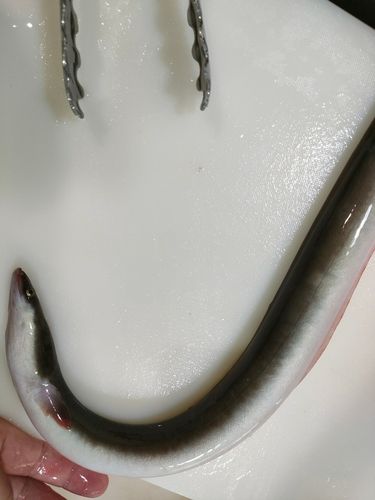 サッパの釣果