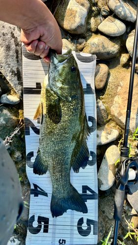 スモールマウスバスの釣果
