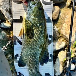 スモールマウスバス