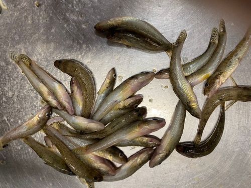 ハゼの釣果
