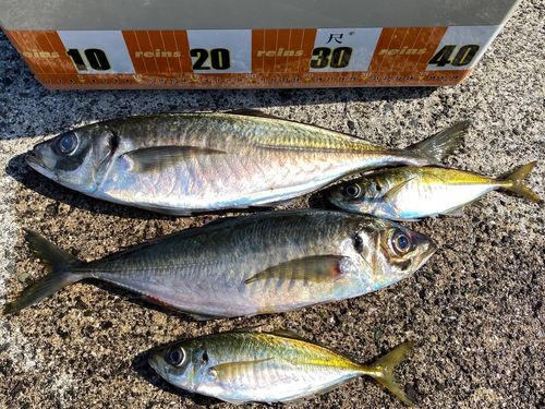 アジの釣果