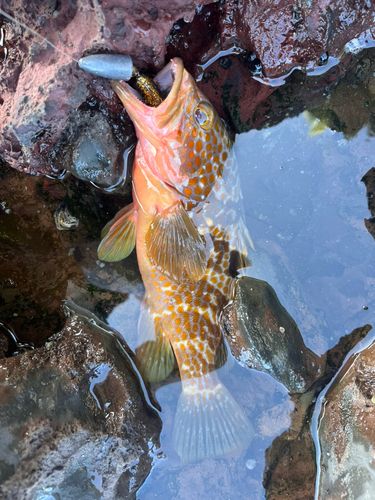 キジハタの釣果