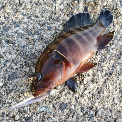 ヤミハタの釣果