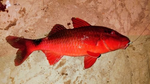 ホウライヒメジの釣果