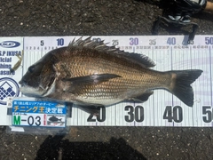 チヌの釣果