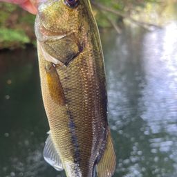 ラージマウスバス