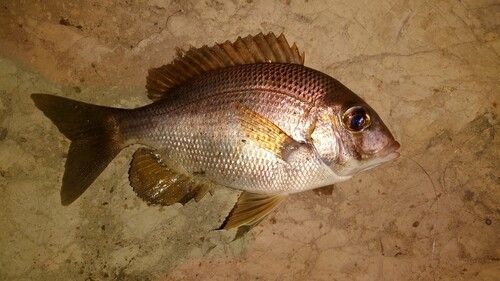 メイチダイの釣果