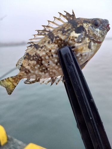 アイゴの釣果