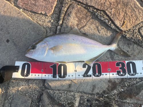 ショゴの釣果