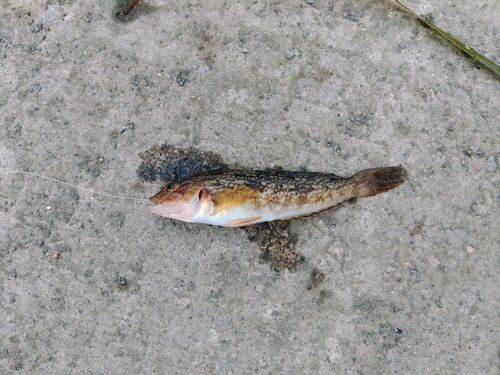 クジメの釣果