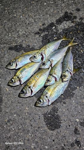 アジの釣果