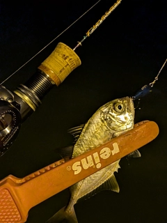 メッキの釣果