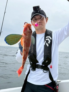 ホウボウの釣果