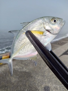 カスミアジの釣果