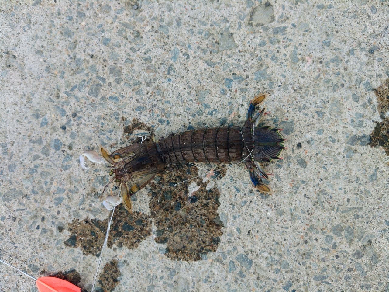 シャコ