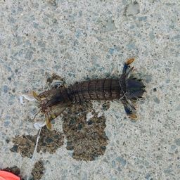 シャコ
