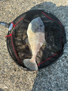 ウスバハギの釣果