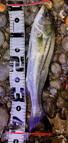 フッコ(マルスズキ)の釣果
