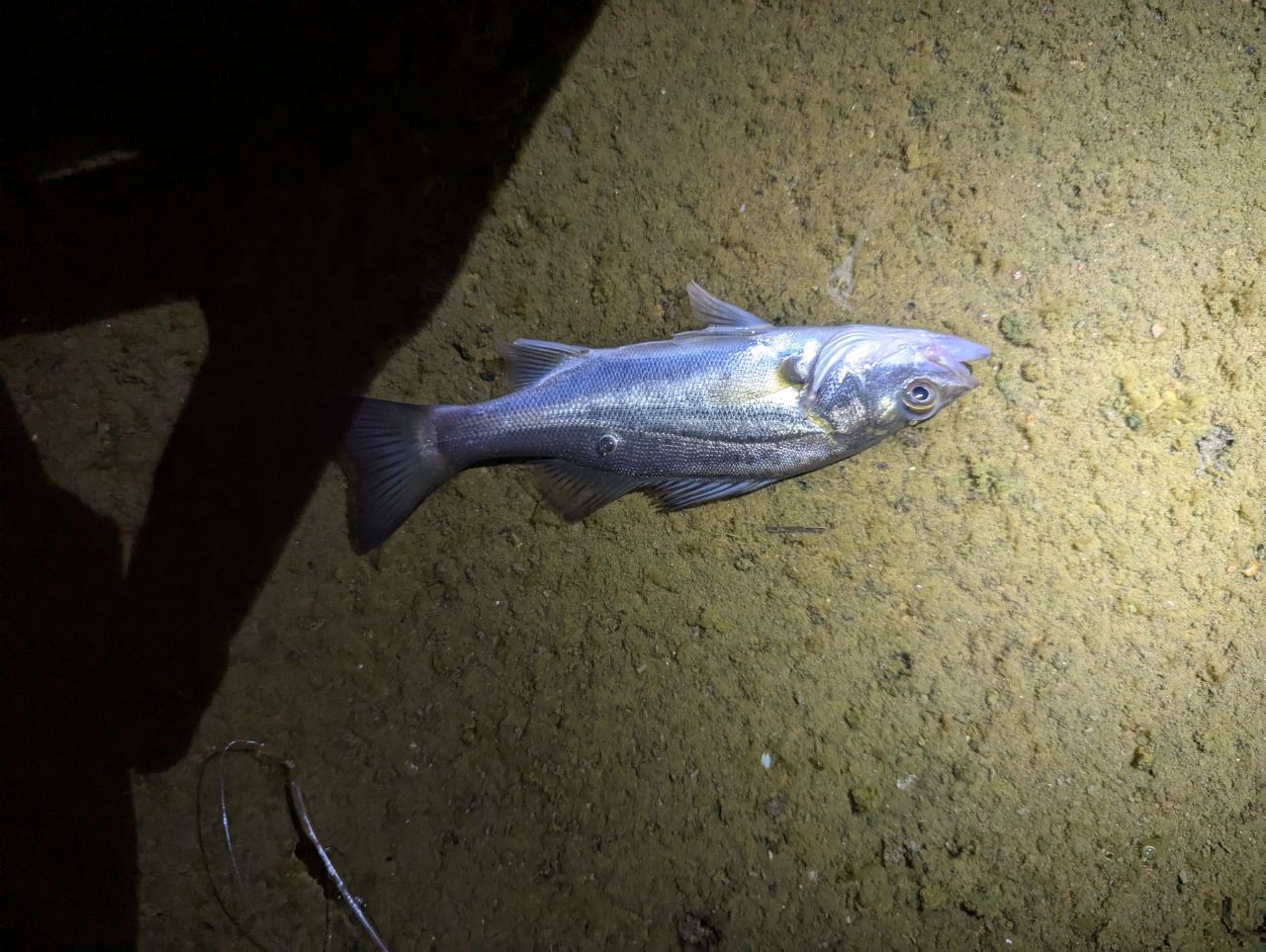 セイゴ（タイリクスズキ）