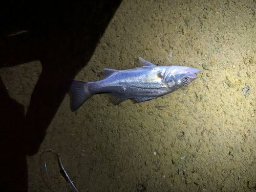 セイゴ（タイリクスズキ）の釣果
