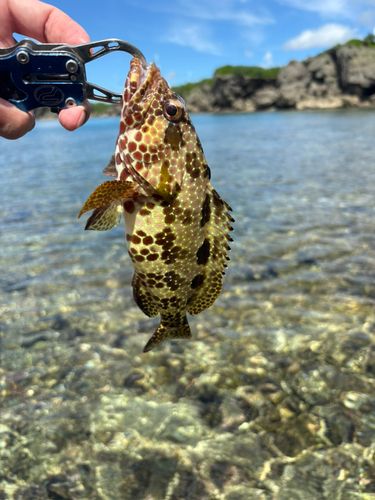 イシミーバイの釣果