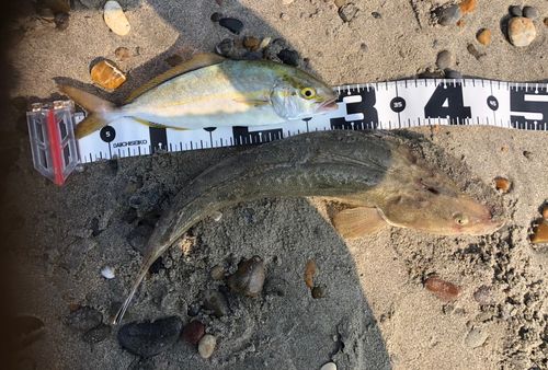 マゴチの釣果