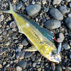 シイラの釣果