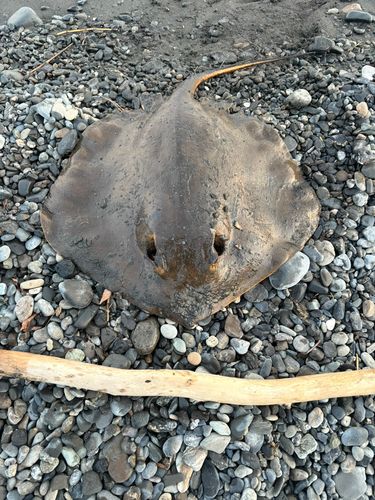 エイの釣果