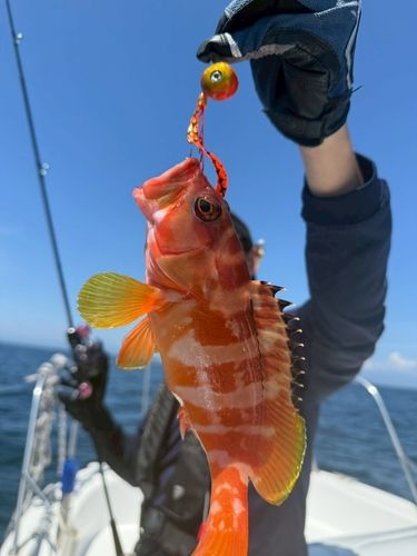 アカハタの釣果