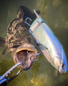 チャイロマルハタの釣果