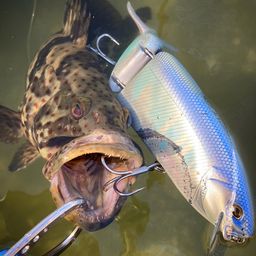 チャイロマルハタ