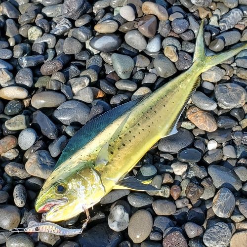 シイラの釣果