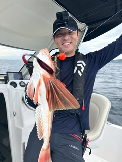 ホウボウの釣果