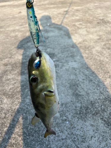 シロサバフグの釣果