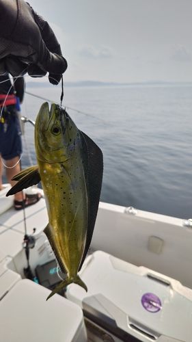 シイラの釣果