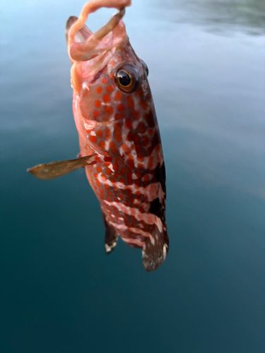 キジハタの釣果