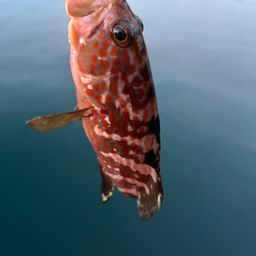キジハタ