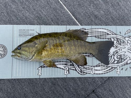 スモールマウスバスの釣果