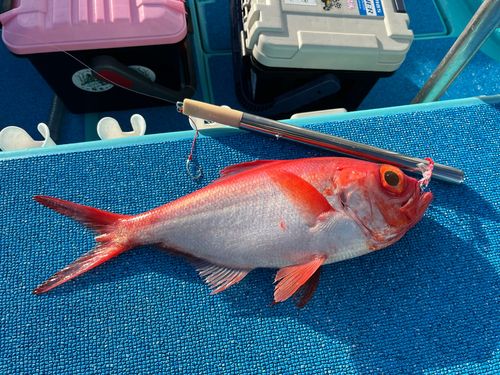 キンメダイの釣果