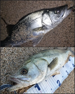 シーバスの釣果